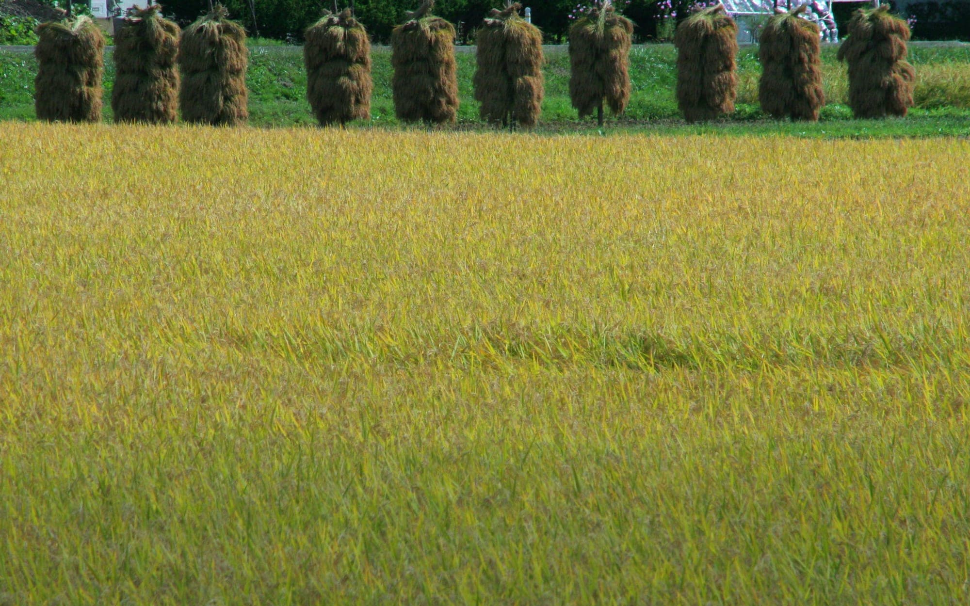 Workers harvesting a crop in the field