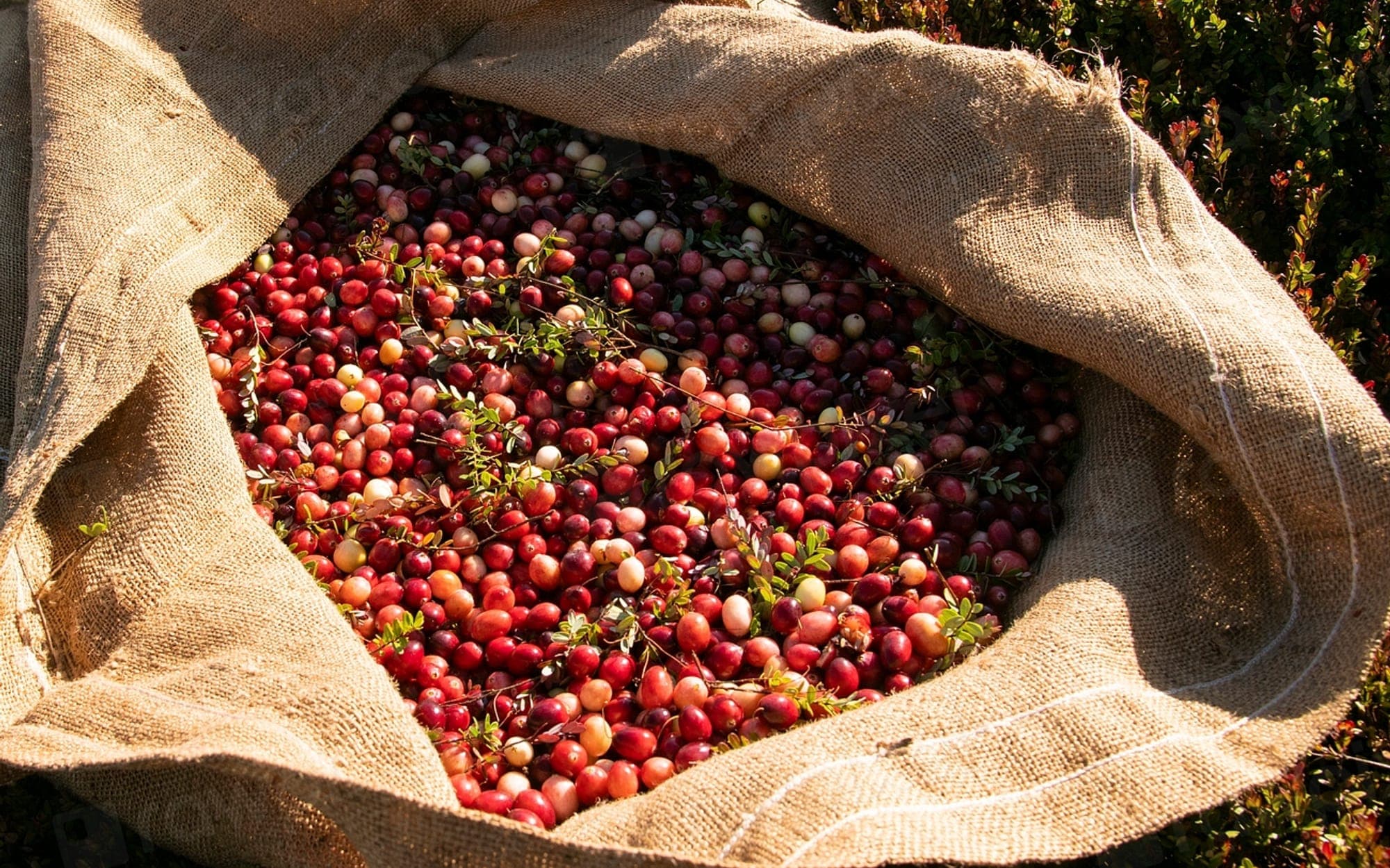 Open hessian sack filled with freshly harvested berries