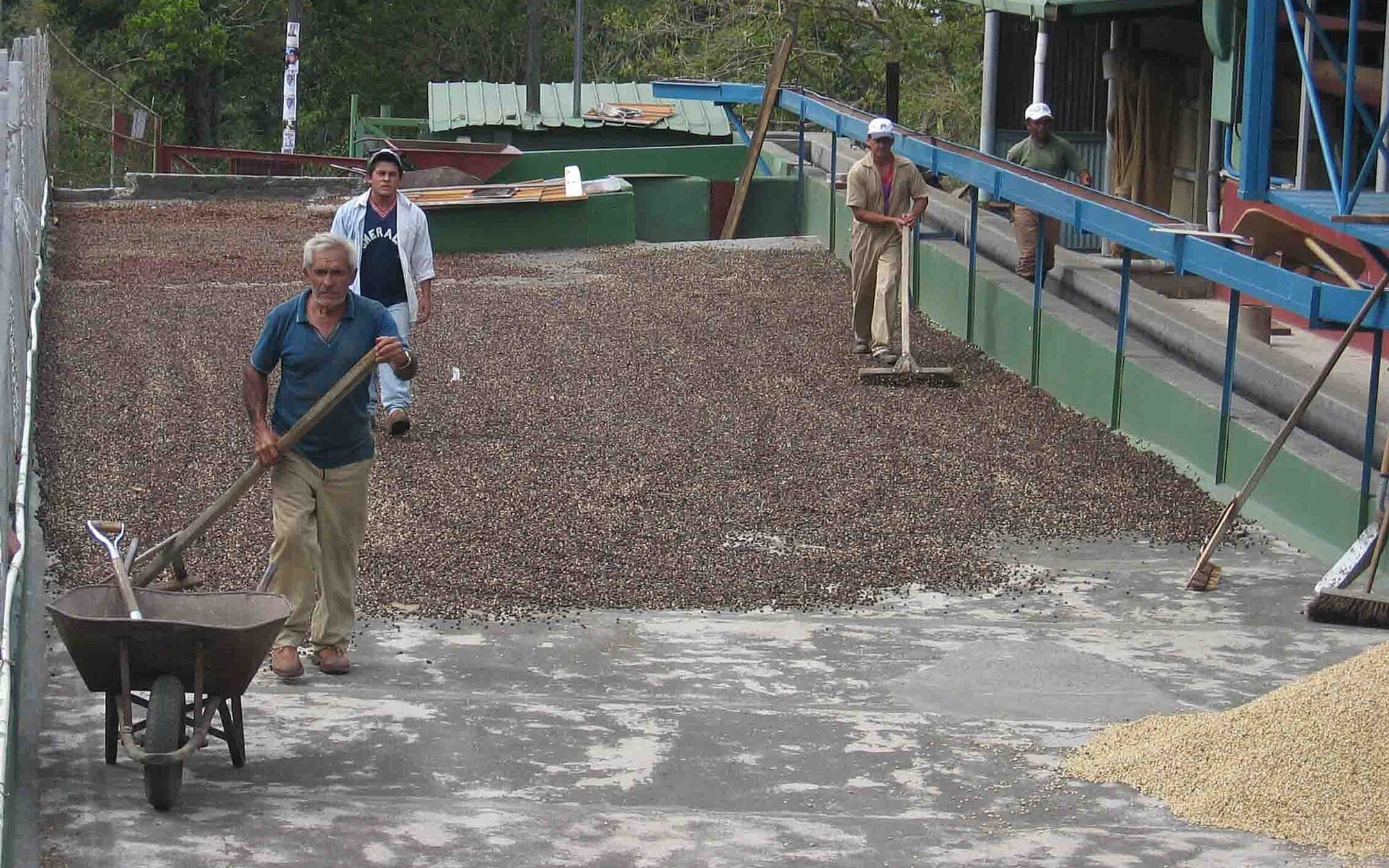 Agricultural produce spread out to dry