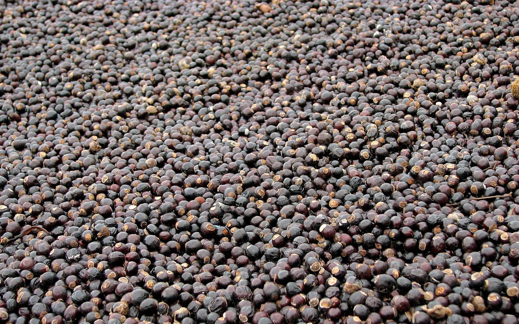 Harvested grain in bulk